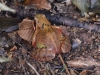 a06