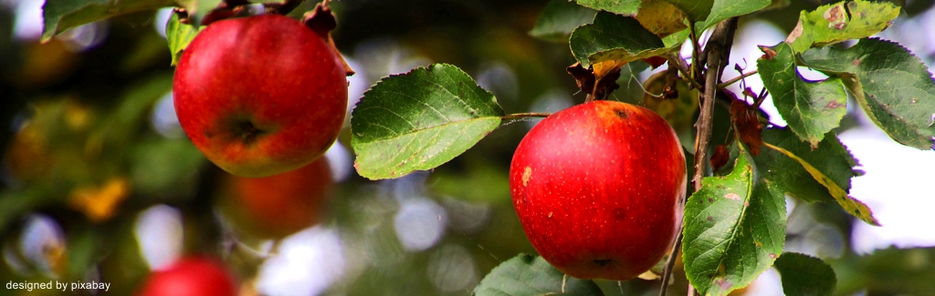 ABGESAGT! EWS-Wanderung "Durch Obstplantagen zum Bietzer Wald"