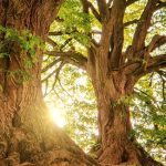 Wandern mit Elementen des Waldbadens im "Urwald"