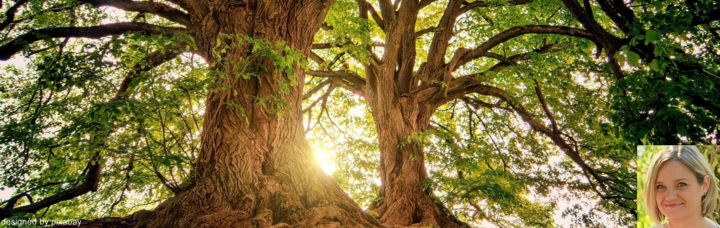 Wandern mit Elementen des Waldbadens im "Urwald"