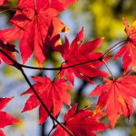 Wandern & Qi Gong der vier Jahreszeiten "Herbst"