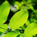 Wandern & Qi Gong der vier Jahreszeiten "Sommer"