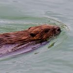 Exkursion zu den Bibern im Fischbachtal