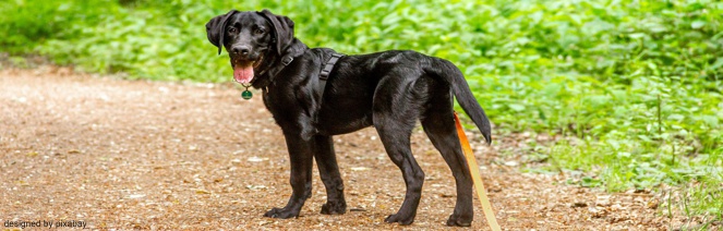EWS Wandern mit Hund(en)