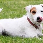 EWS Wandern mit Hund(en) und Picknick