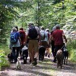 EWS Wandern mit Hund(en)